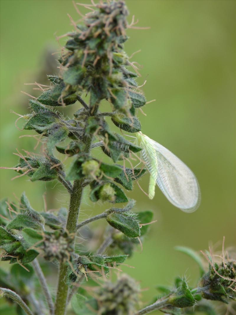 Ambrosia artemisiifolia (door Adrie van Heerden)