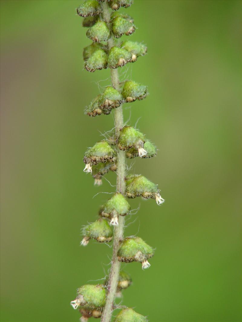 Ambrosia artemisiifolia (door Adrie van Heerden)