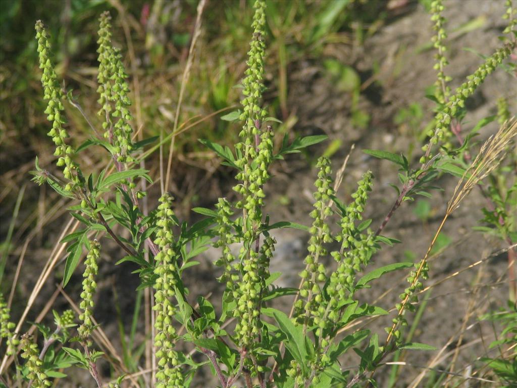 Ambrosia artemisiifolia (door Pieter Stolwijk)