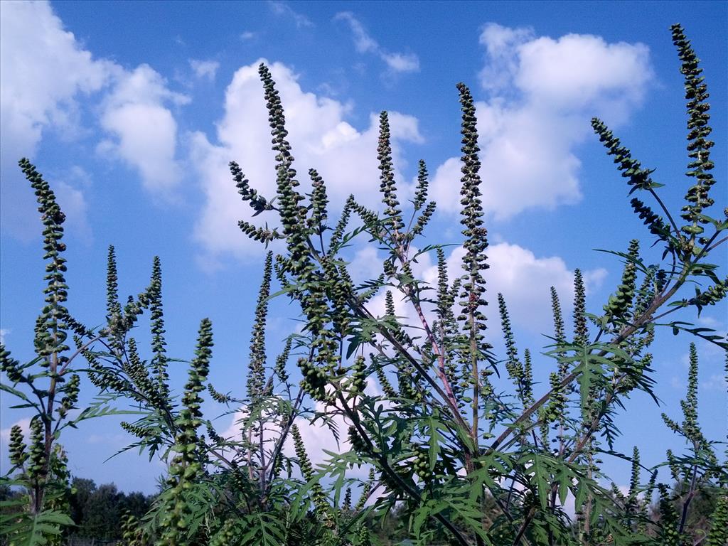 Ambrosia artemisiifolia (door Ruud Beringen)