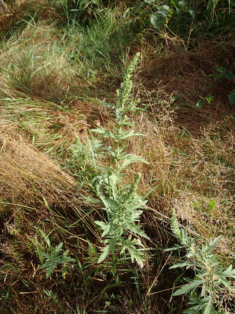 Ambrosia psilostachya (door Adrie van Heerden)