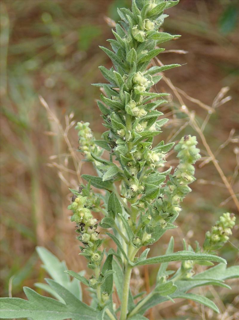 Ambrosia psilostachya (door Adrie van Heerden)