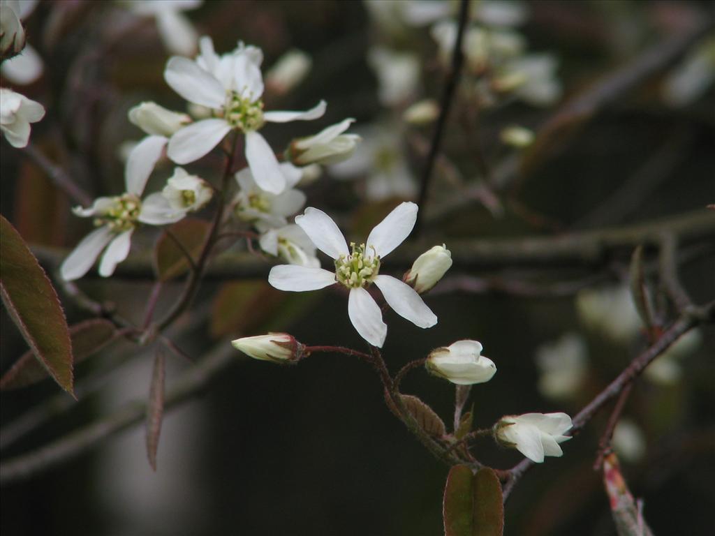 Amelanchier lamarckii (door Pieter Stolwijk)