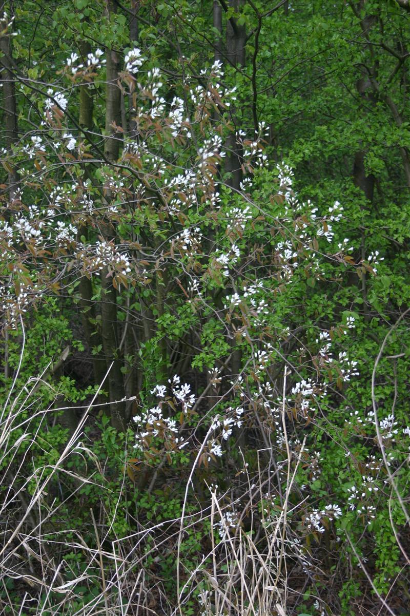 Amelanchier lamarckii (door Niels Jeurink)