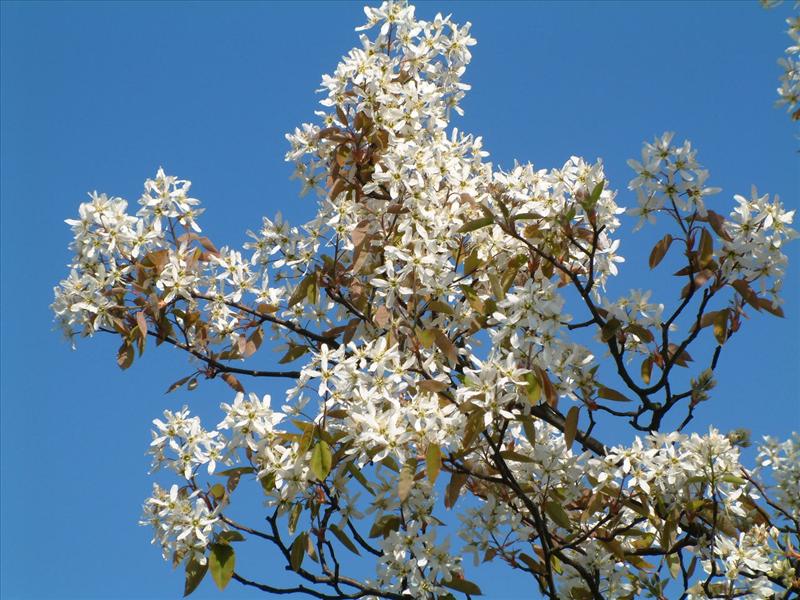 Amelanchier lamarckii (door Adrie van Heerden)