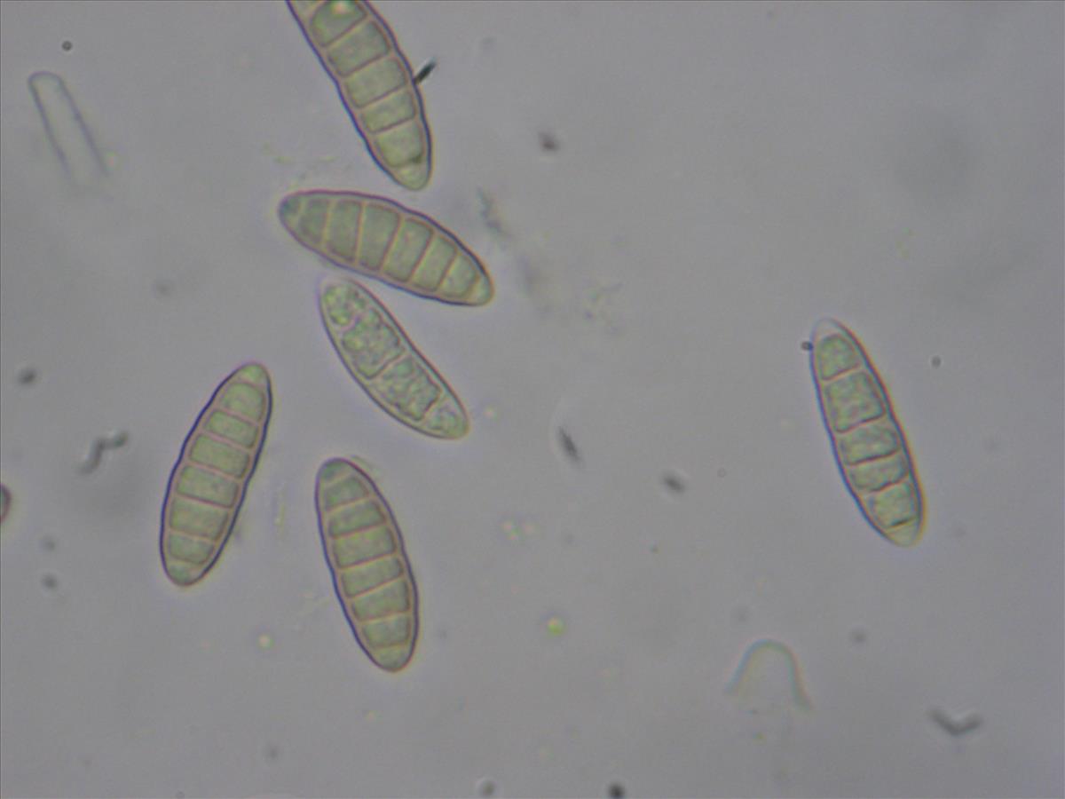 Normandina acroglypta (door Arno van der Pluijm)