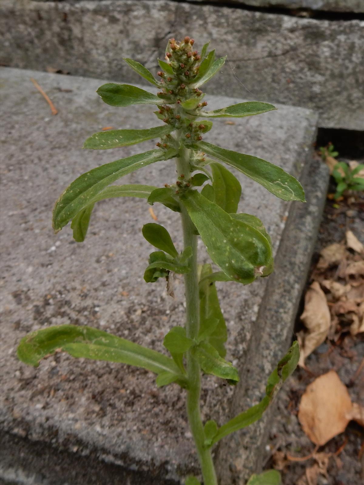 Gamochaeta pensylvanica (door Peter Meininger)