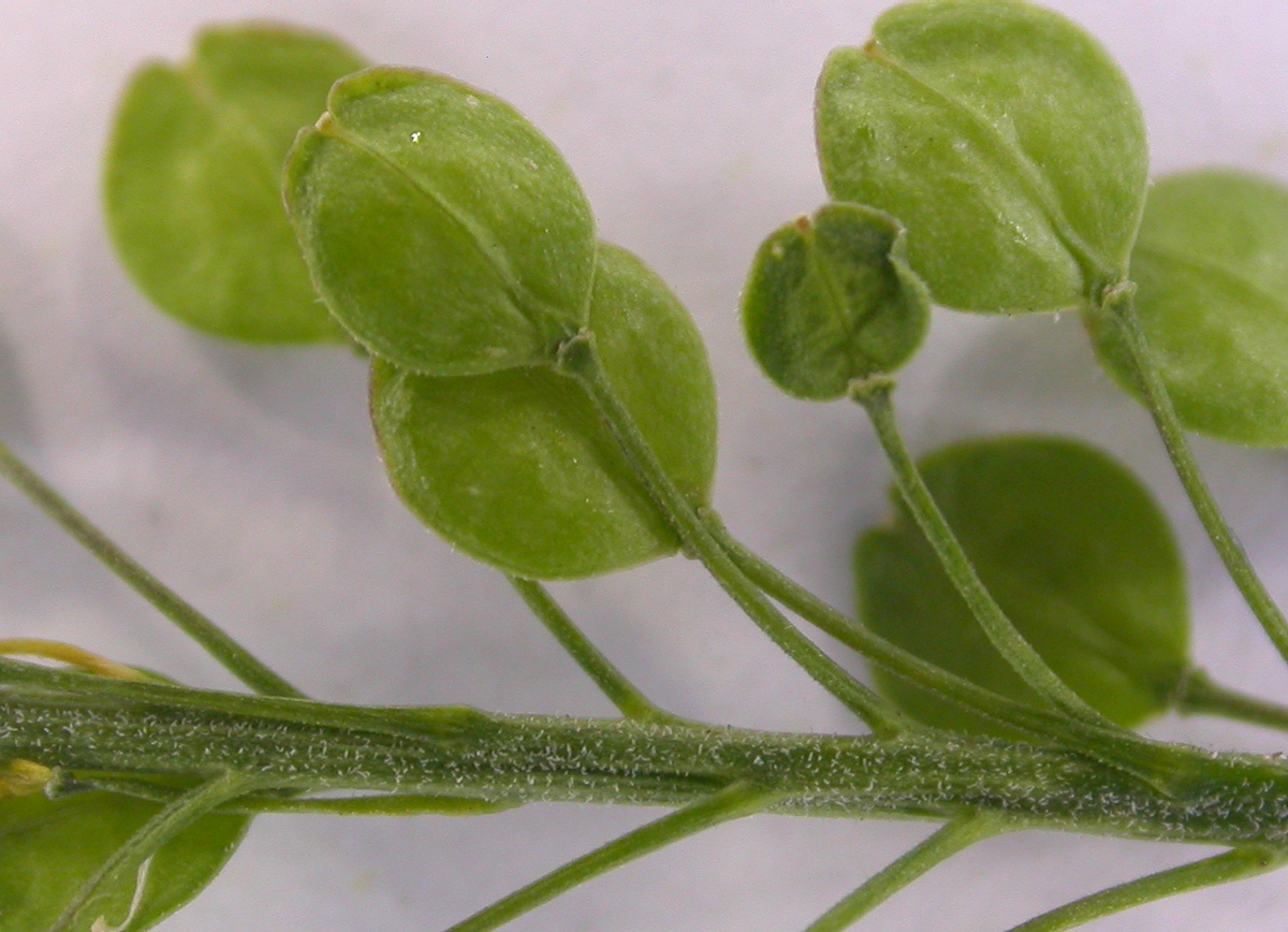 Lepidium virginicum (door Peter Meininger)