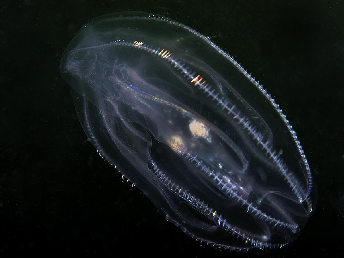 Mnemiopsis leidyi (door Marion Haarsma)