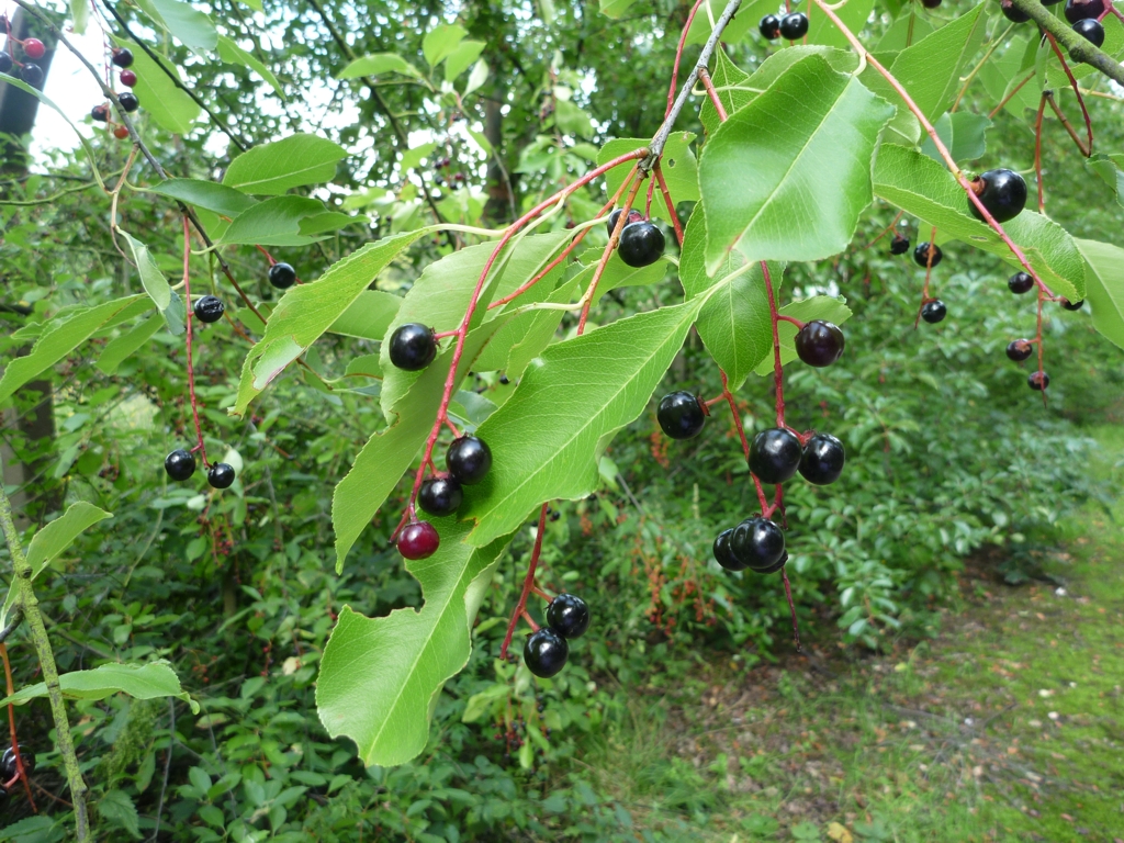 Prunus serotina (door Cor Nonhof)