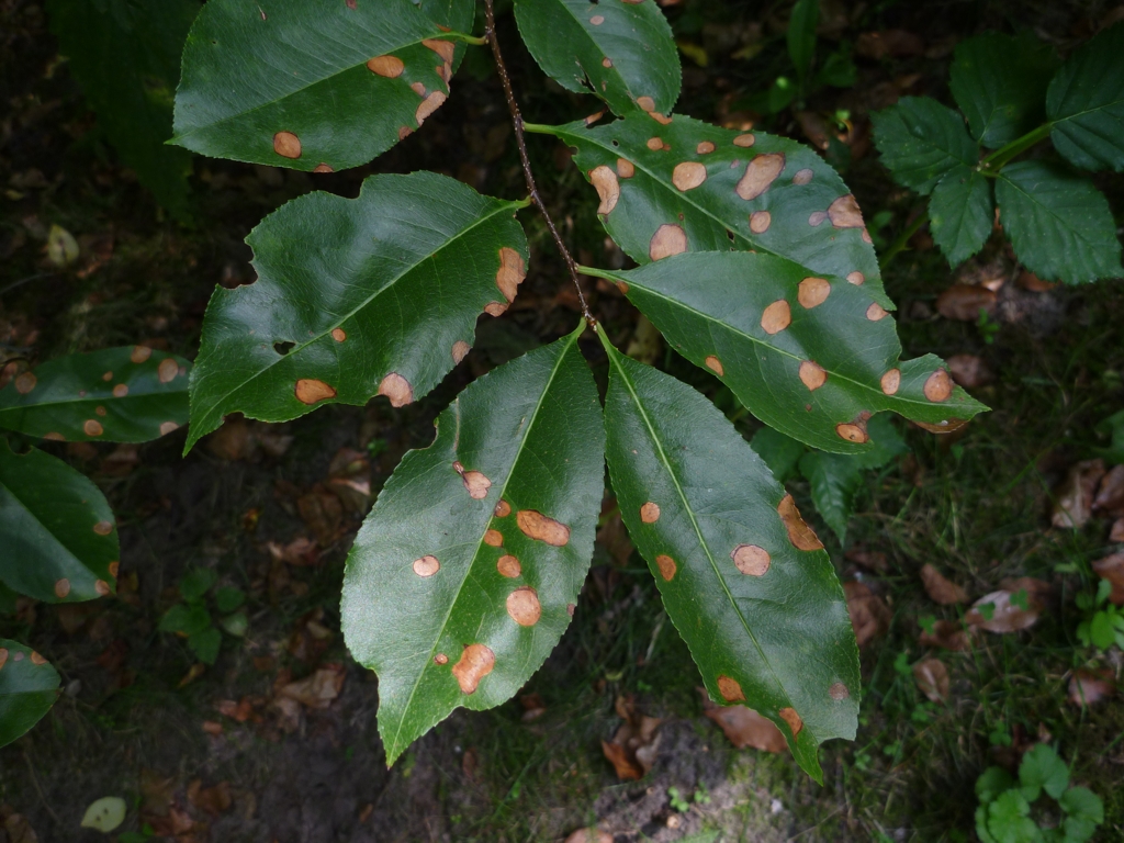 Prunus serotina (door Cor Nonhof)