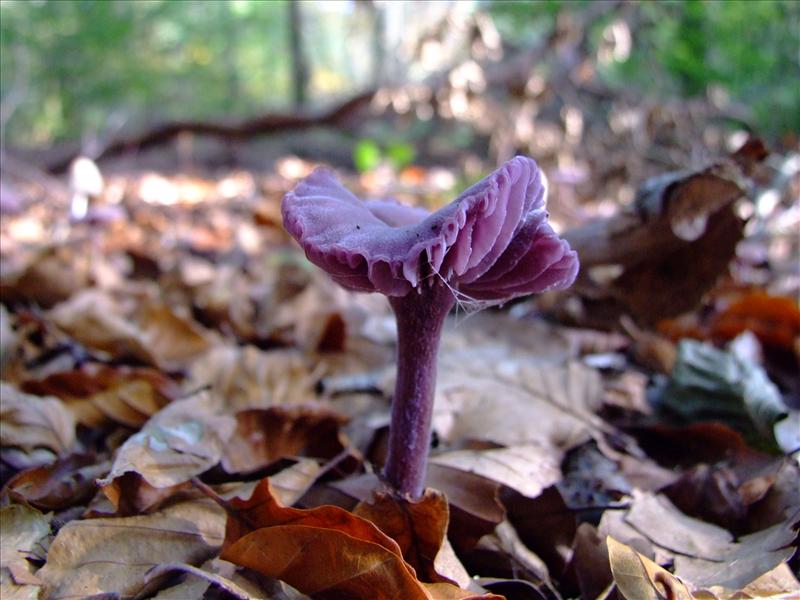 Laccaria amethystina (door 2mpress)