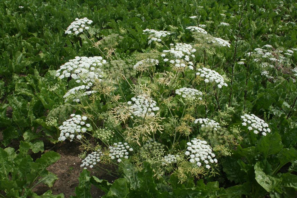 Ammi majus (door Gertjan van Mill)