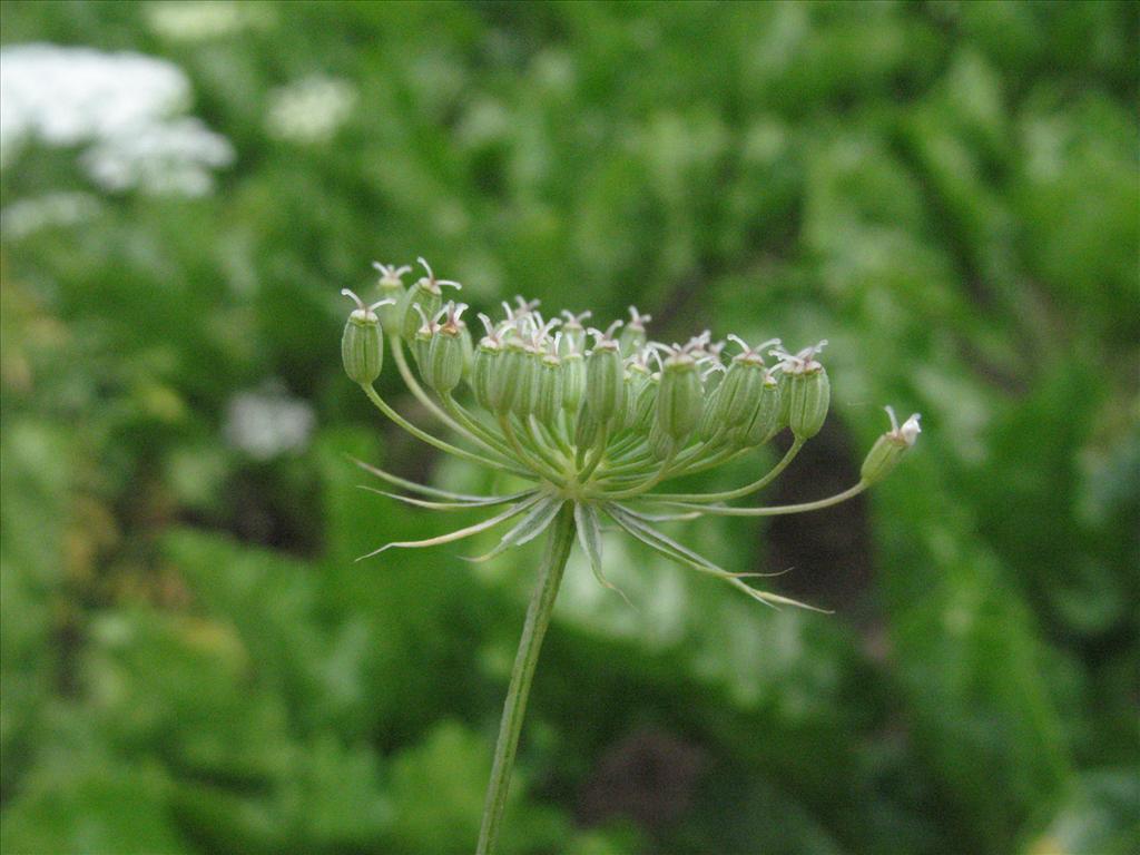 Ammi majus (door Gertjan van Mill)