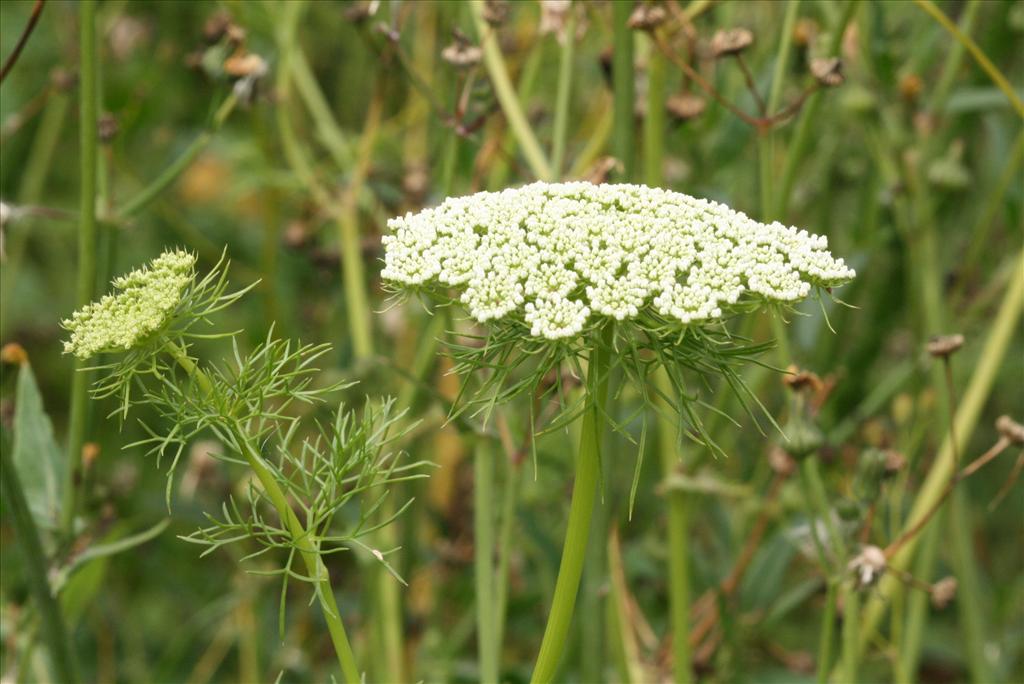 Ammi visnaga (door Gertjan van Mill)