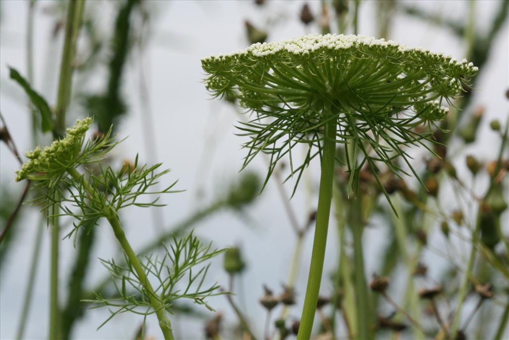 Ammi visnaga (door Gertjan van Mill)