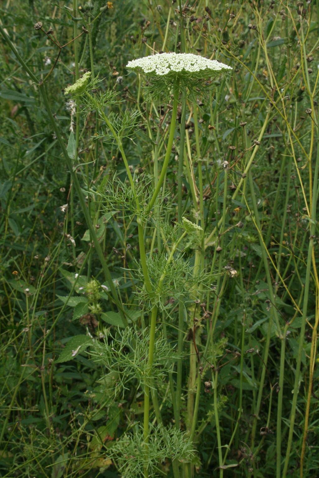 Ammi visnaga (door Gertjan van Mill)