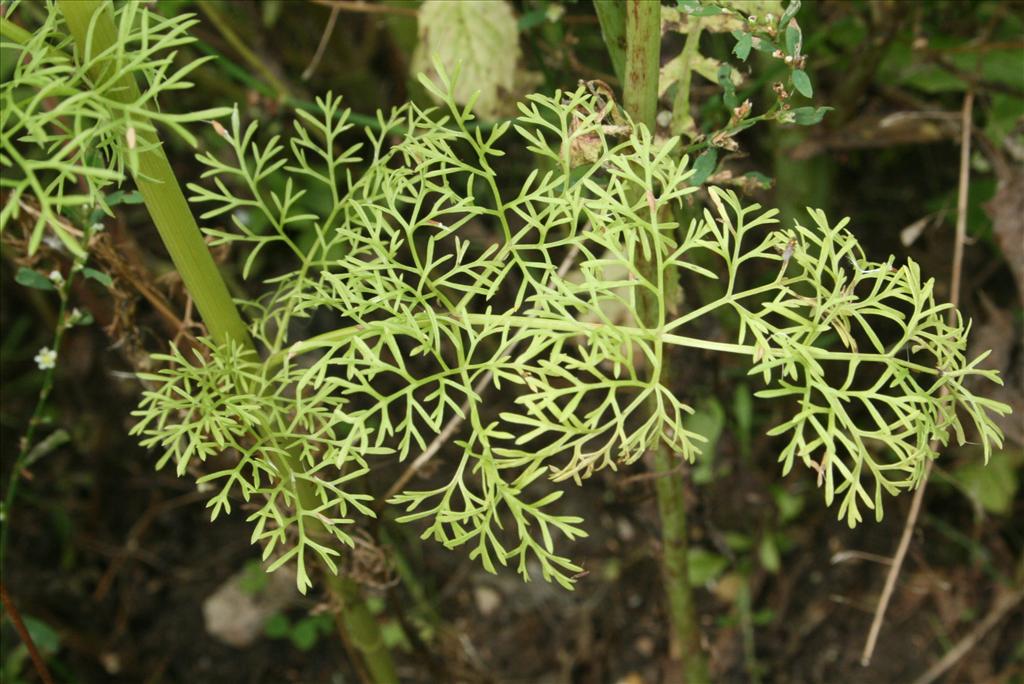 Ammi visnaga (door Gertjan van Mill)