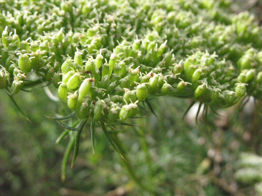 Ammi visnaga (door Gertjan van Mill)