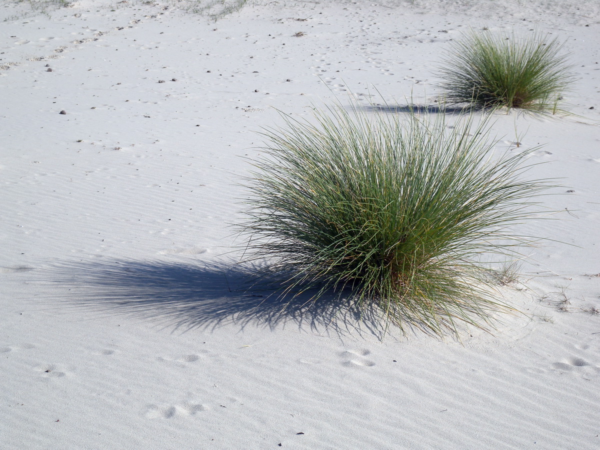 Calamagrostis arenaria (door Hans Toetenel)