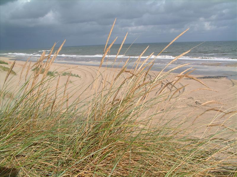 Calamagrostis arenaria (door Adrie van Heerden)