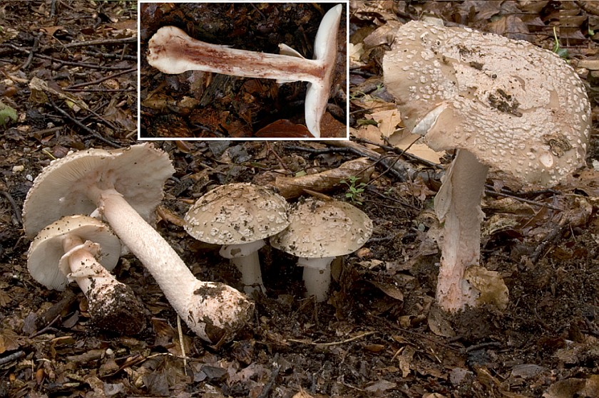 Amanita rubescens f. rubescens (door Nico Dam)