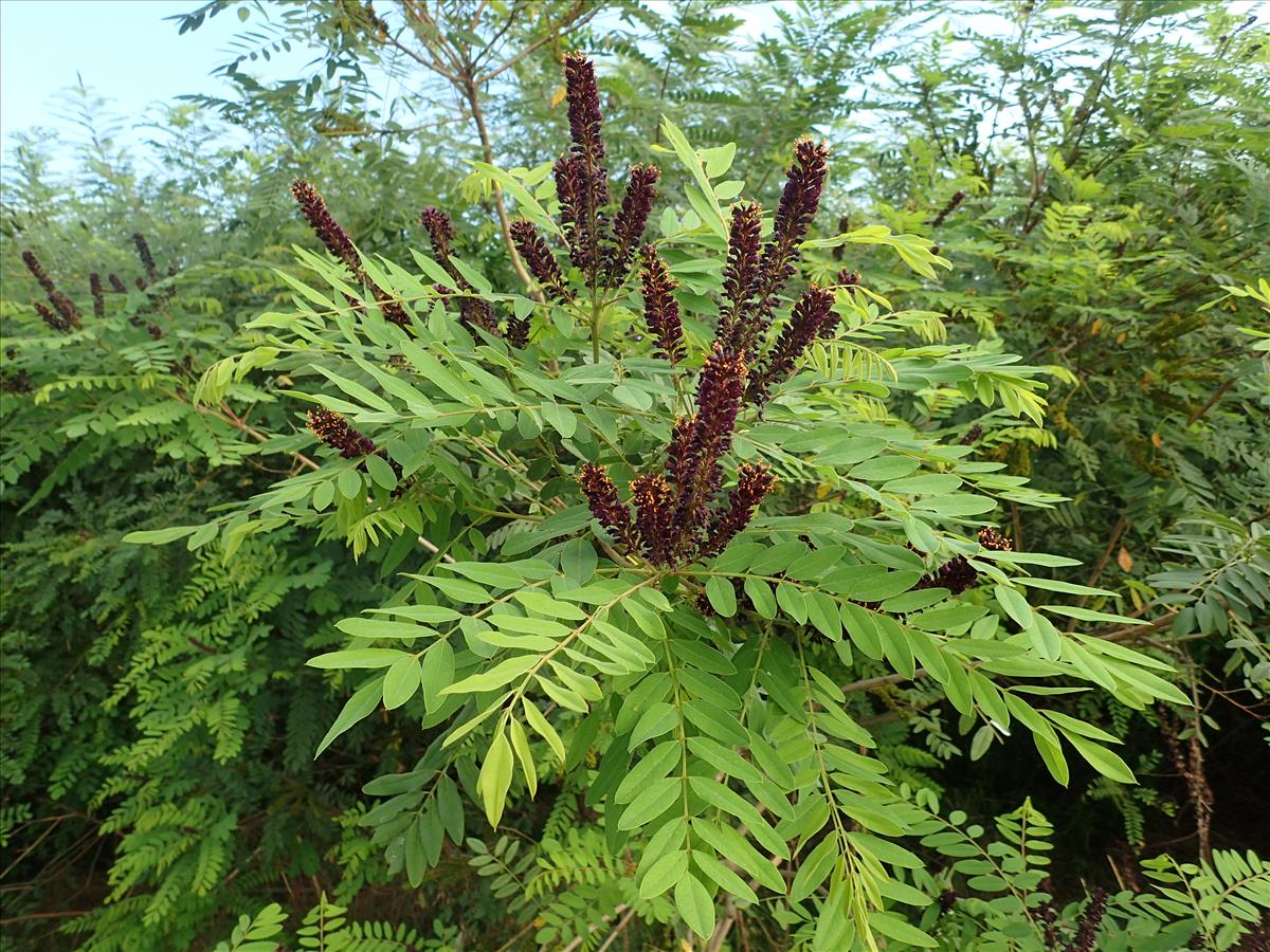 Amorpha fruticosa (door Adrie van Heerden)