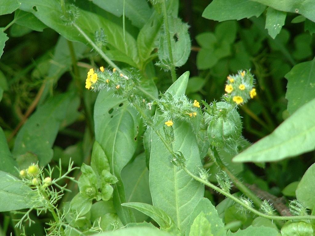 Amsinckia micrantha (door Pieter Stolwijk)