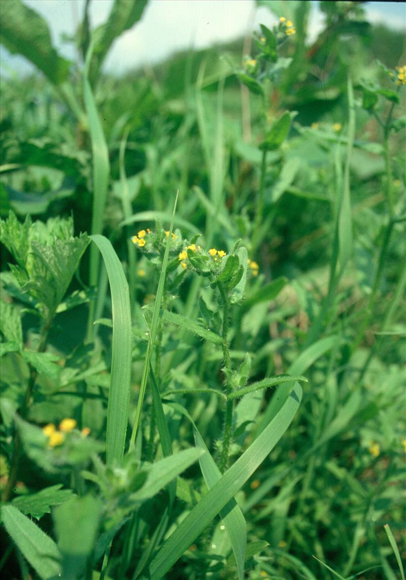 Amsinckia micrantha (door Adrie van Heerden)