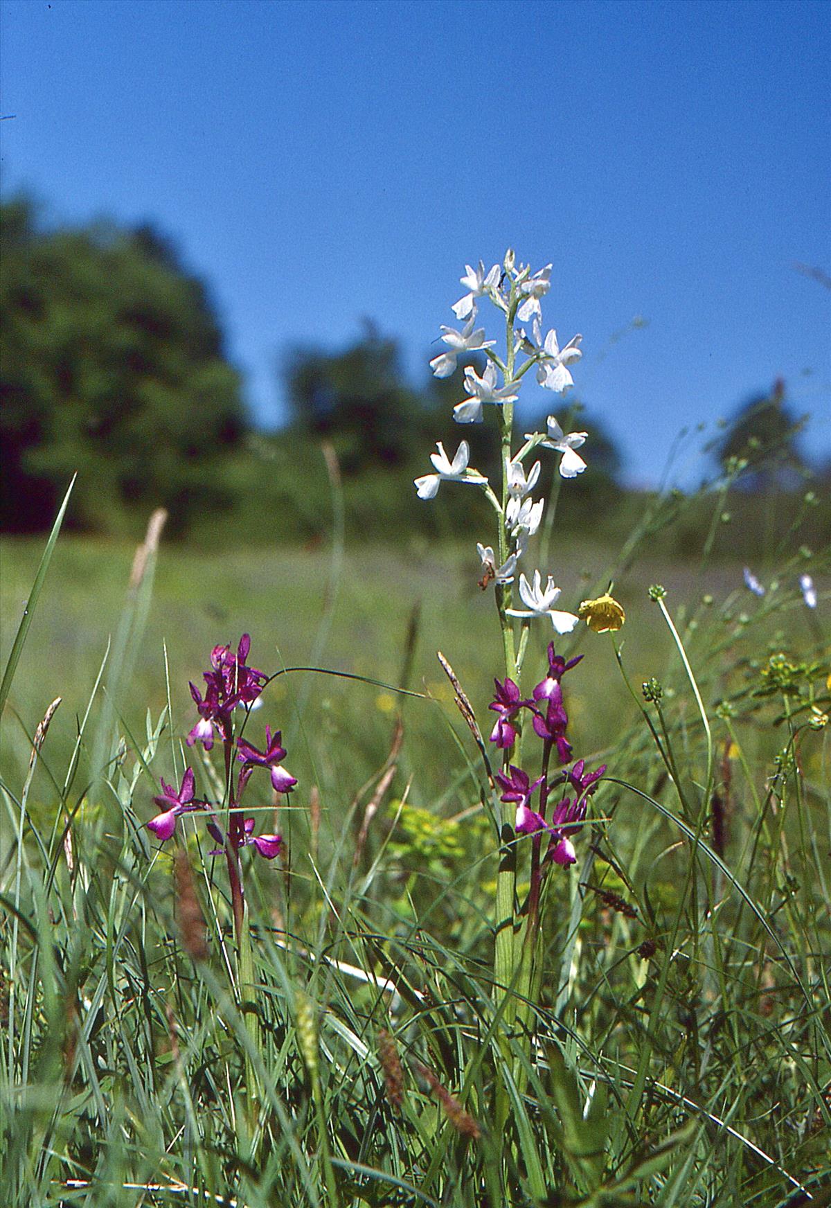 Orchis laxiflora (door Jelle Hofstra)