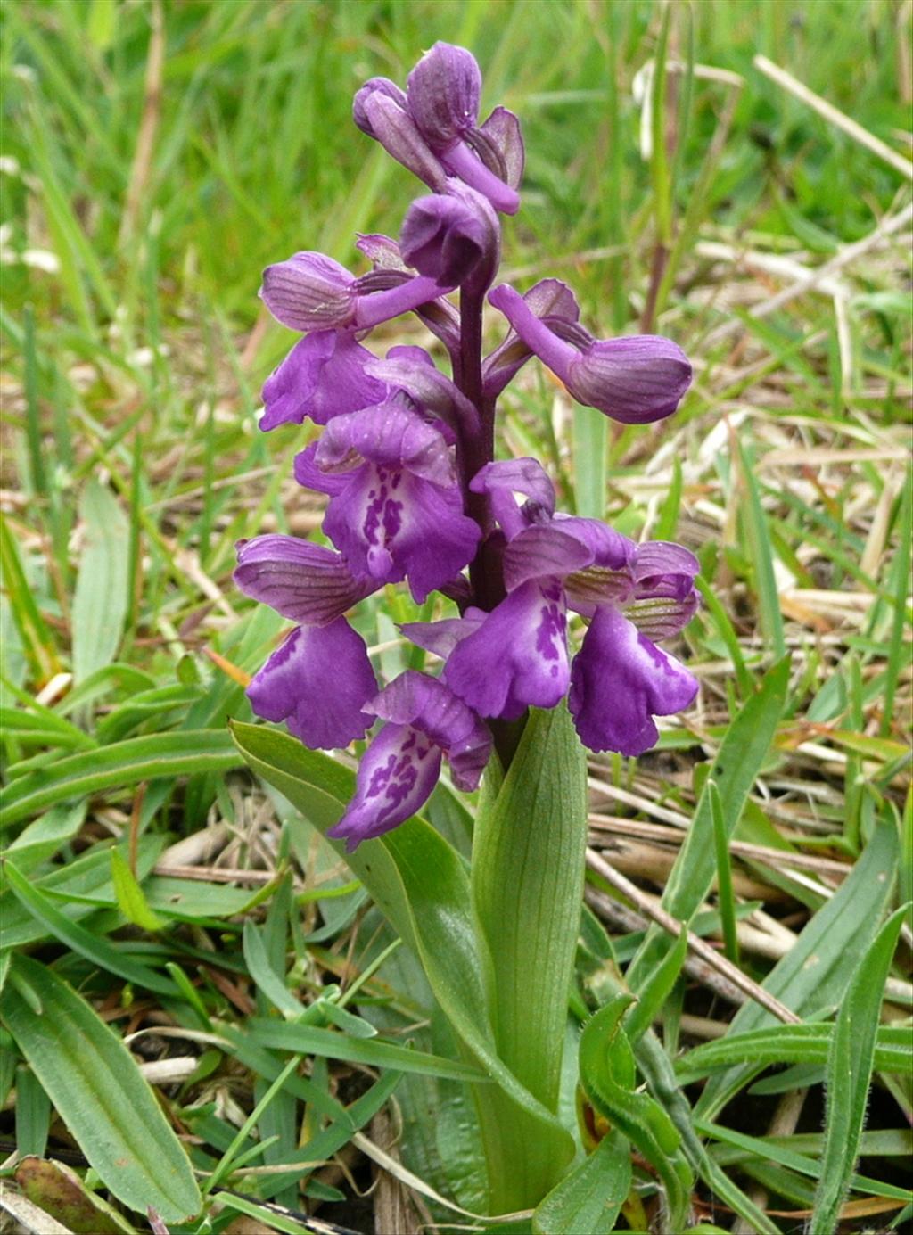 Anacamptis morio (door Willie Riemsma)