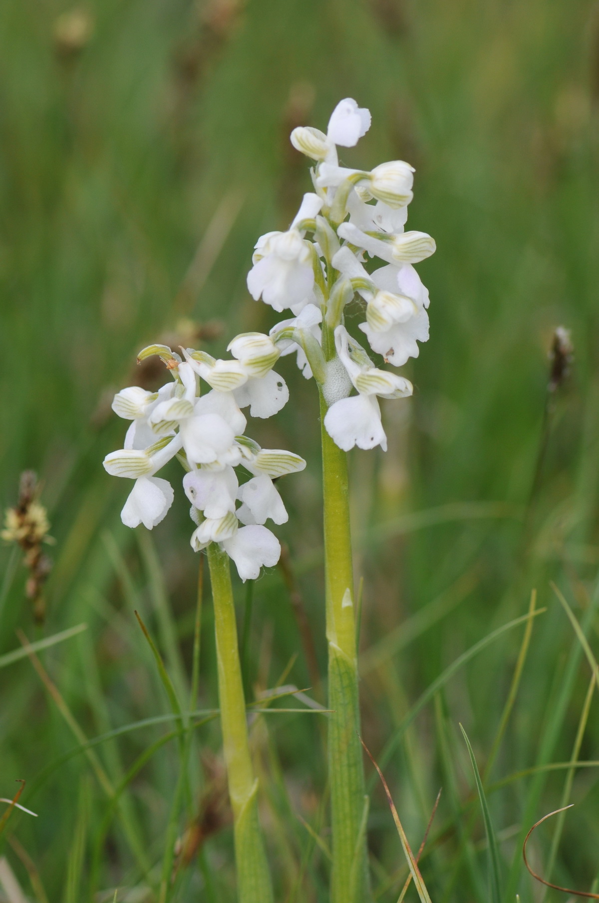 Anacamptis morio (door Hans Toetenel)