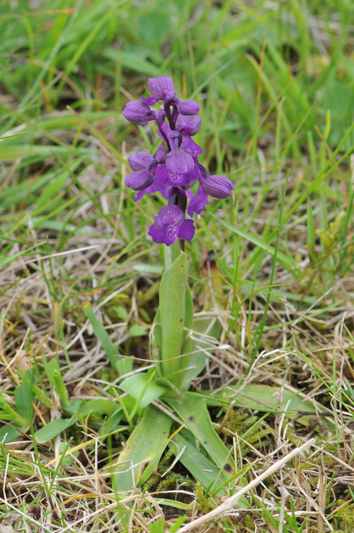 Anacamptis morio (door Hans Toetenel)