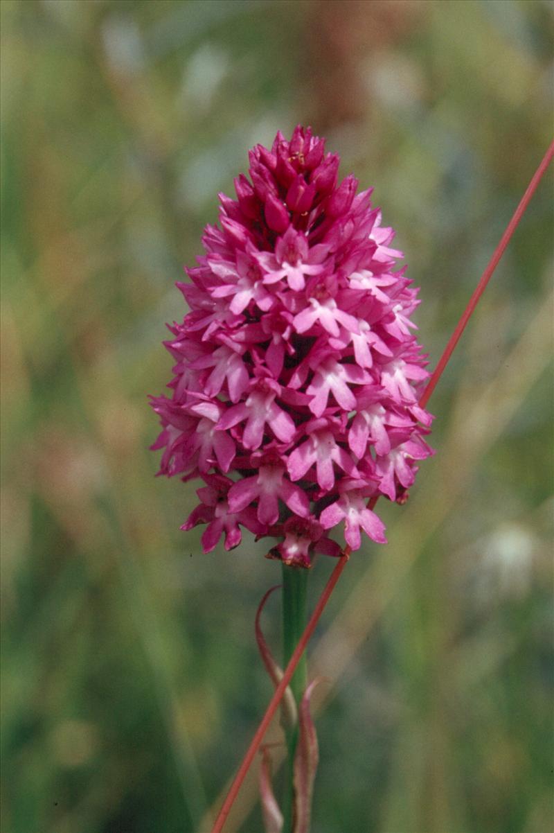 Anacamptis pyramidalis (door Adrie van Heerden)