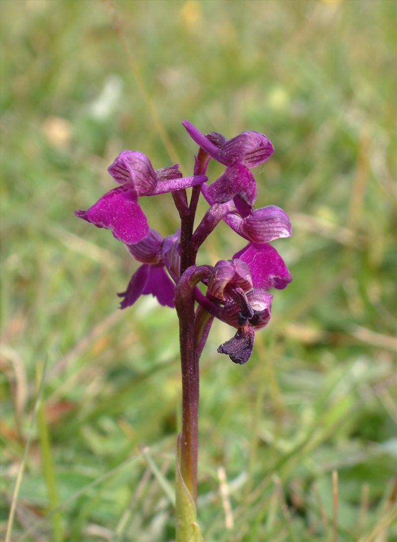 Anacamptis morio (door Adrie van Heerden)