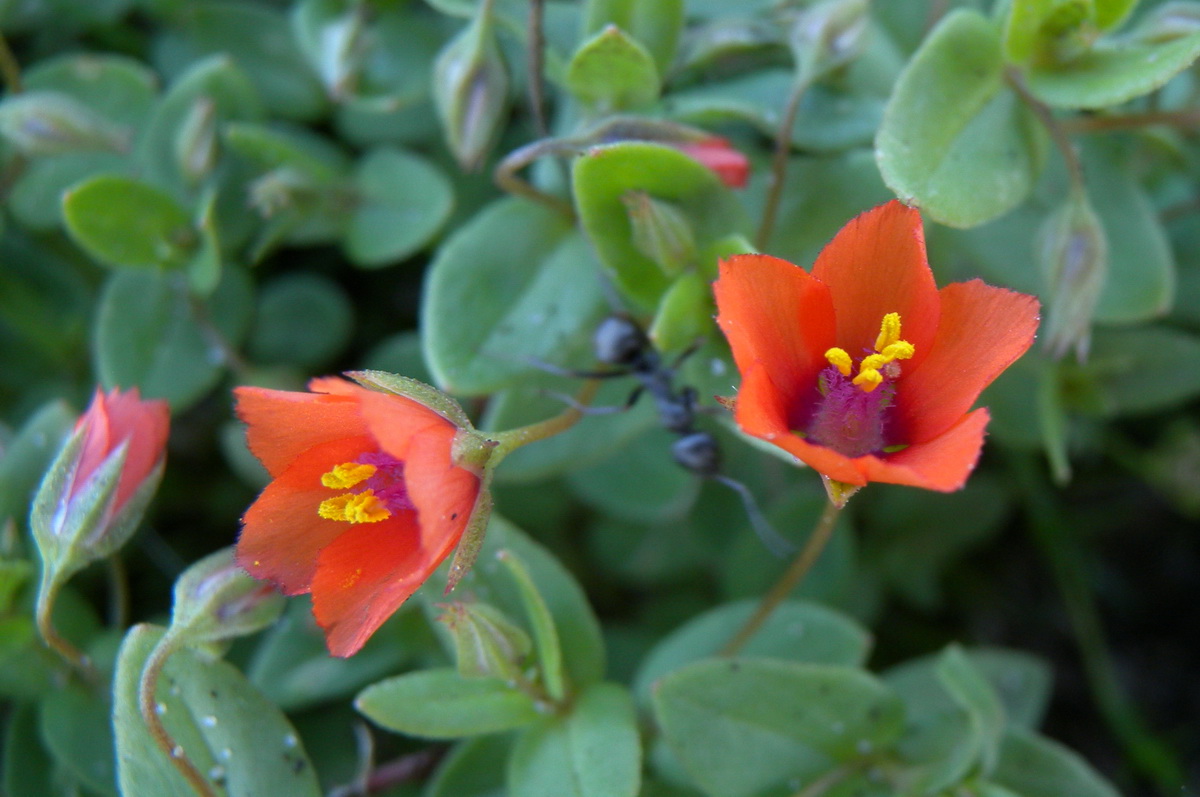 Anagallis arvensis subsp. arvensis (door Hans Toetenel)