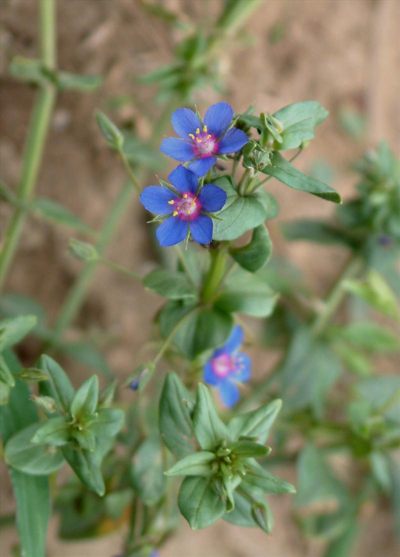 Anagallis arvensis subsp. foemina (door Adrie van Heerden)