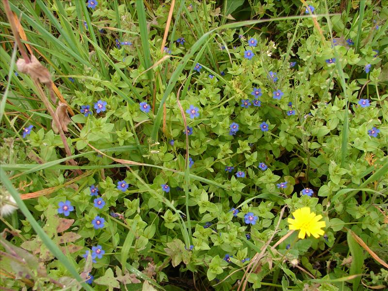 Anagallis arvensis subsp. foemina (door Adrie van Heerden)