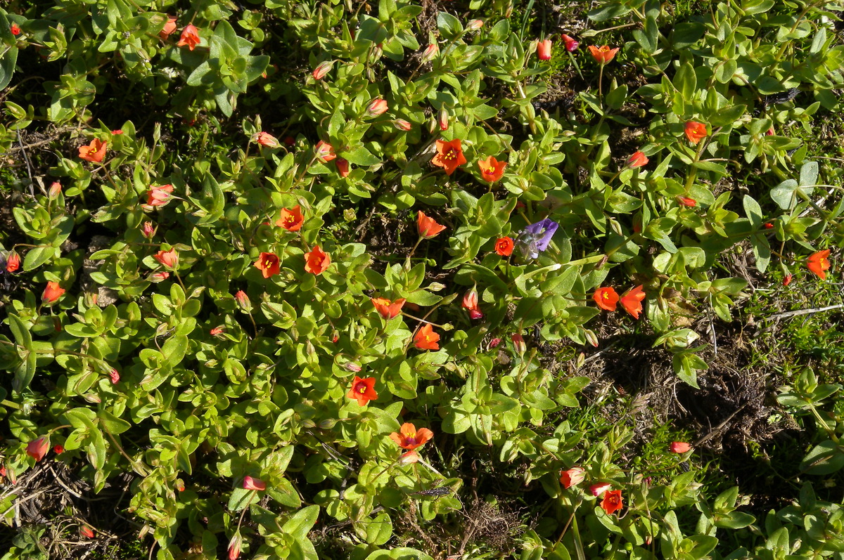 Anagallis arvensis subsp. arvensis (door Hans Toetenel)