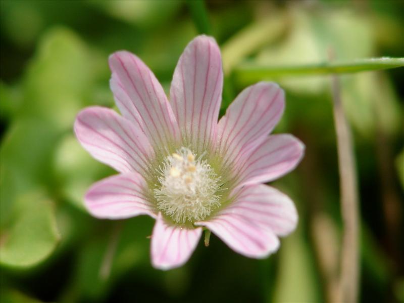 Anagallis tenella (door Adrie van Heerden)