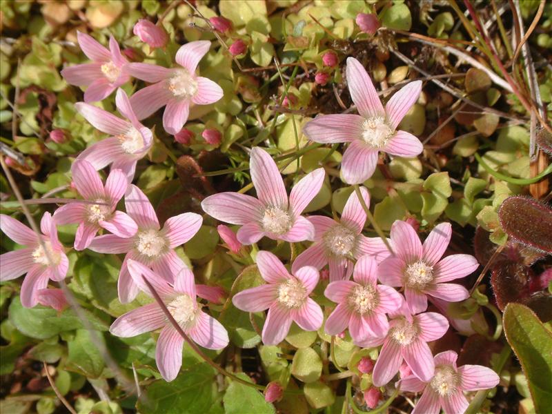 Anagallis tenella (door Adrie van Heerden)