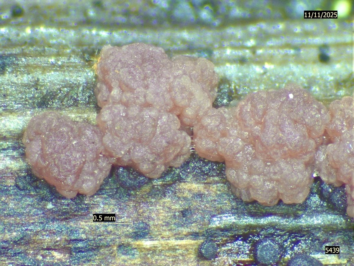 Ascocoryne inflata (door Eduard Osieck)