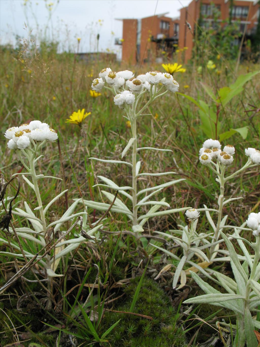 Anaphalis margaritacea (door Rutger Barendse)