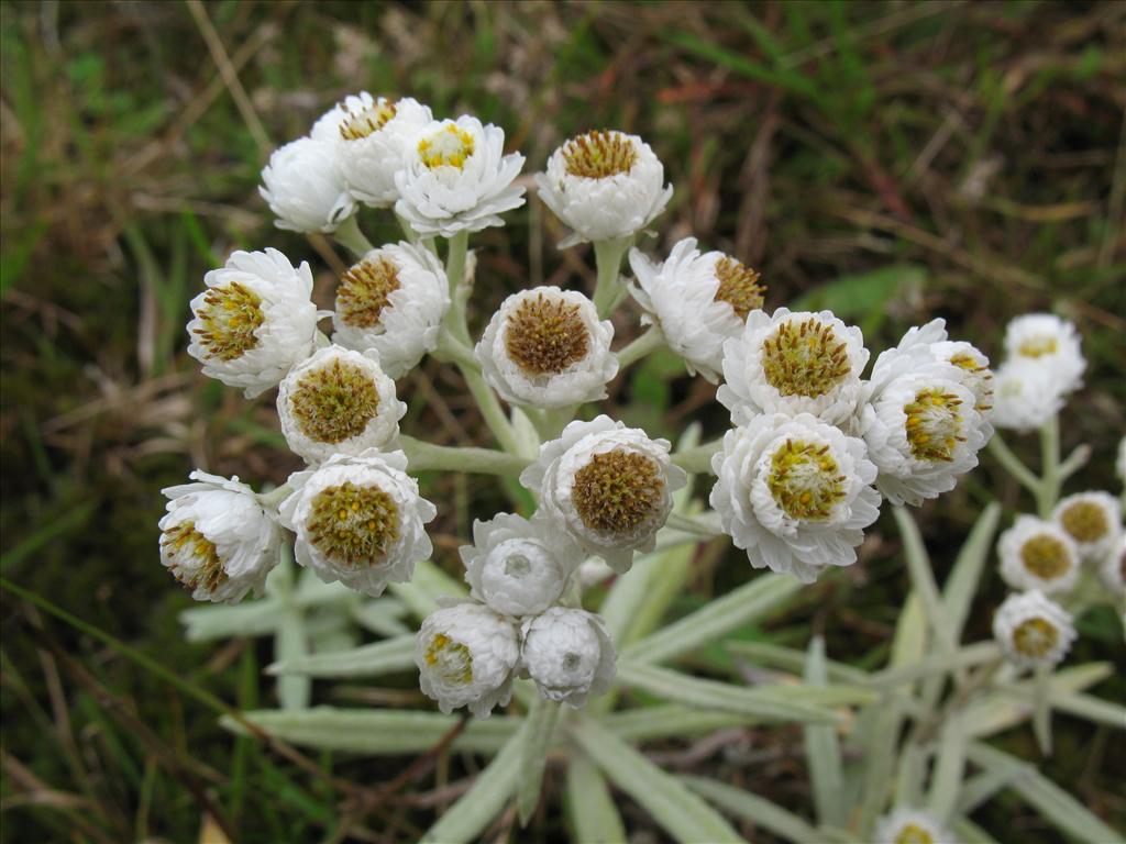 Anaphalis margaritacea (door Rutger Barendse)