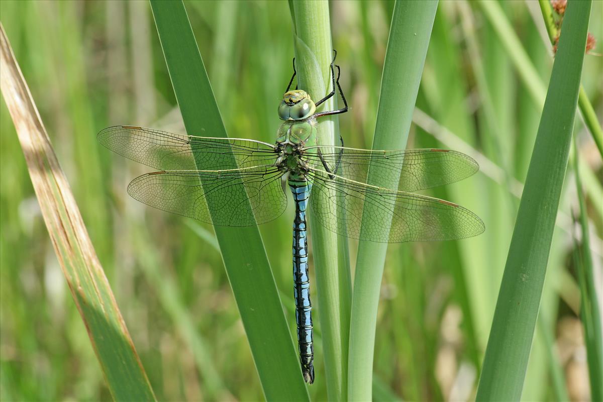 Anax imperator (door Jan Kersten)