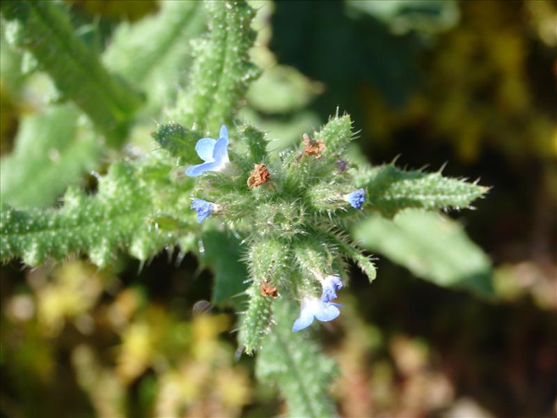 Anchusa arvensis (door Adrie van Heerden)