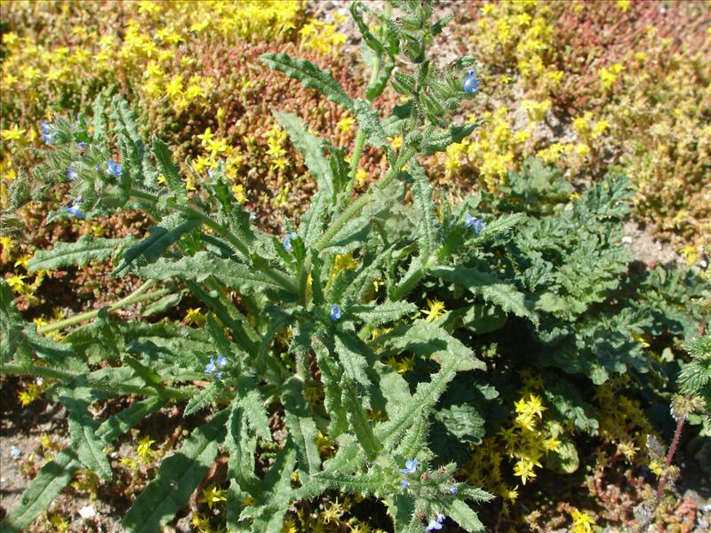 Anchusa arvensis (door Adrie van Heerden)