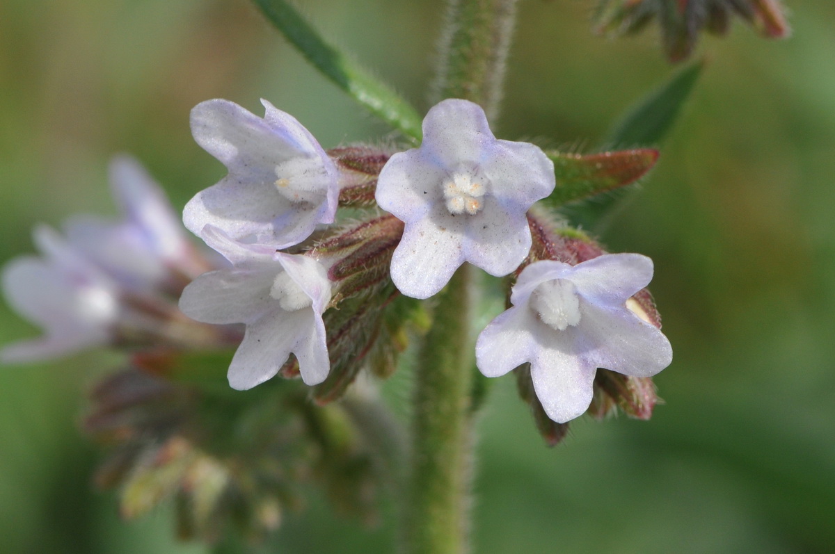 Anchusa x baumgartenii (door Hans Toetenel)