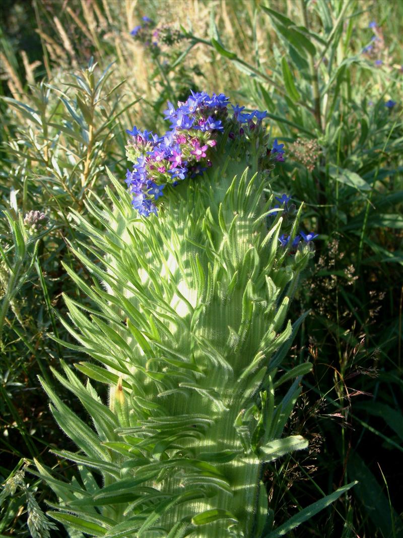 Anchusa officinalis (door Adrie van Heerden)