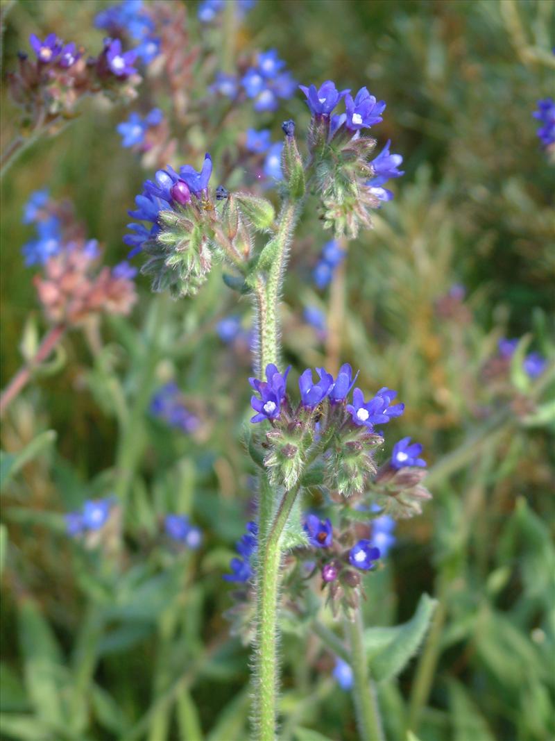 Anchusa officinalis (door Adrie van Heerden)